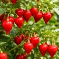 Papryka chilli Biquinho odmiana łagodna o drobnych czerwonych owocach nasiona 12szt. - ReinSaat