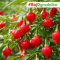 Papryka chilli Biquinho odmiana łagodna o drobnych czerwonych owocach nasiona 12szt. - ReinSaat