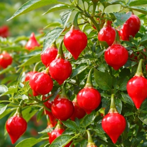 Papryka chilli Biquinho odmiana łagodna o drobnych czerwonych owocach nasiona 12szt. - ReinSaat