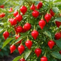 Papryka chilli Biquinho odmiana łagodna o drobnych czerwonych owocach nasiona 12szt. - ReinSaat