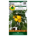 Papryka Mini Block Elsa Yellow F1 nasiona 15szt. - PNOS