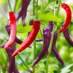 Papryka chilli Diavoletto odmiana ostra o smacznych owocach nasiona 12szt. - ReinSaat