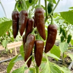 Papryka chilli Aji Panca odmiana ostra o ciemnoczerwono-brązowej barwie owoców nasiona 25szt. - ReinSaat