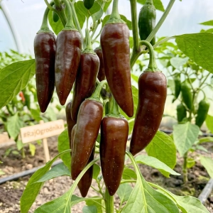 Papryka chilli Aji Panca odmiana ostra o ciemnoczerwono-brązowej barwie owoców nasiona 25szt. - ReinSaat