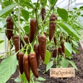 Papryka chilli Aji Panca odmiana ostra o ciemnoczerwono-brązowej barwie owoców nasiona 25szt. - ReinSaat