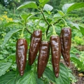 Papryka chilli Aji Panca odmiana ostra o ciemnoczerwono-brązowej barwie owoców nasiona 25szt. - ReinSaat