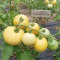 Pomidor White Sensation odmiana o jasnych smacznych owocach nasiona 35szt. - ReinSaat