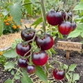 Pomidor Indigo Apple odmiana o niepowtarzalnym wyglądzie owoców nasiona 15szt. - ReinSaat