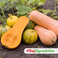 Dynia Longue de Nice odmiana o długich smacznych owocach nasiona 8 szt. - ReinSaat