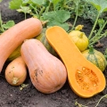 Dynia Longue de Nice odmiana o długich smacznych owocach nasiona 8 szt. - ReinSaat