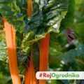 Burak liściowy Five Colours Orange odmiana o pomarańczowych łodygach nasiona 2,5 g - ReinSaat