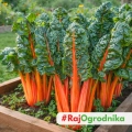 Burak liściowy Five Colours Orange odmiana o pomarańczowych łodygach nasiona 2,5 g - ReinSaat