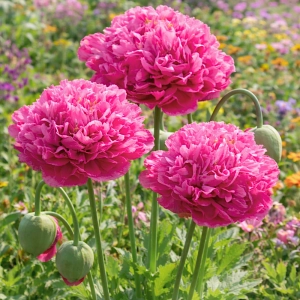 Mak ozdobny Pravec kwiaty pełne różowe nasiona 0,08g - ReinSaat