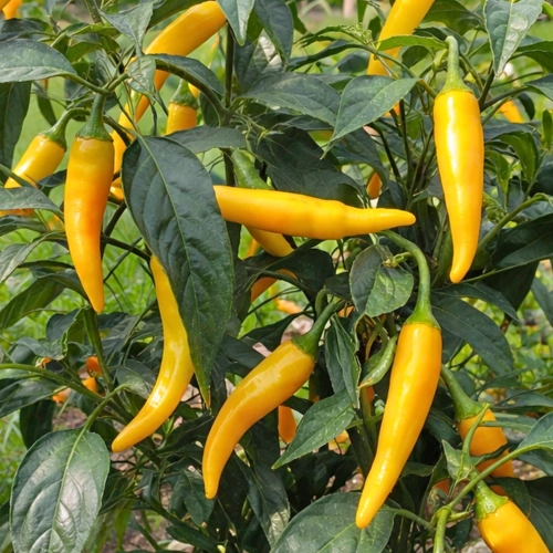Papryka chilli Sarit gat odmiana ostra o żółtych owocach nasiona 30szt. - ReinSaat