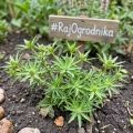 Kolendra meksykańska Mexican Coriander odmiana o długich aromatycznych liściach nasiona 0,1g - ReinSaat