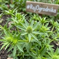 Kolendra meksykańska Mexican Coriander odmiana o długich aromatycznych liściach nasiona 0,1g - ReinSaat