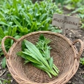 Kolendra meksykańska Mexican Coriander odmiana o długich aromatycznych liściach nasiona 0,1g - ReinSaat
