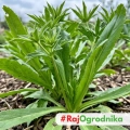 Kolendra meksykańska Mexican Coriander odmiana o długich aromatycznych liściach nasiona 0,1g - ReinSaat