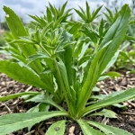 Kolendra meksykańska Mexican Coriander odmiana o długich aromatycznych liściach nasiona 0,1g - ReinSaat