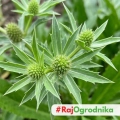 Kolendra meksykańska Mexican Coriander odmiana o długich aromatycznych liściach nasiona 0,1g - ReinSaat
