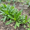 Kolendra meksykańska Mexican Coriander odmiana o długich aromatycznych liściach nasiona 0,1g - ReinSaat