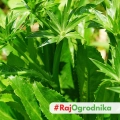 Kolendra meksykańska Mexican Coriander odmiana o długich aromatycznych liściach nasiona 0,1g - ReinSaat
