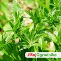 Kolendra meksykańska Mexican Coriander odmiana o długich aromatycznych liściach nasiona 0,1g - ReinSaat
