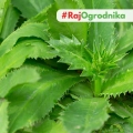 Kolendra meksykańska Mexican Coriander odmiana o długich aromatycznych liściach nasiona 0,1g - ReinSaat