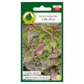 Sałata masłowa Jubilatka nasiona 1g - PNOS