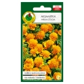 Aksamitka pełna niska Izolda brzoskwiniowo-pomarańczowa nasiona 1g - PNOS