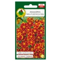 Aksamitka pojedyncza Eliza brzoskwiniowo-karmazynowa nasiona 1g - PNOS
