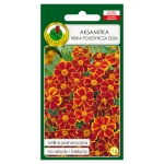 Aksamitka pojedyncza Eliza brzoskwiniowo-karmazynowa nasiona 1g - PNOS