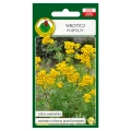 Wrotycz pospolity nasiona 0,5g - PNOS