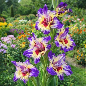 Gladiolus Mieczyk Circus Color o pięknych kolorowych kwiatach cebule 5szt. 