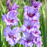 Gladiolus Mieczyk wielkokwiatowy Passos o pięknych fioletowych kwiatach cebule 5szt. 