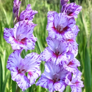 Gladiolus Mieczyk wielkokwiatowy Passos o pięknych fioletowych kwiatach cebule 5szt. 