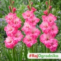 Gladiolus Mieczyk Hugo o pięknych różowych kwiatach cebule 5szt. 