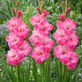 Gladiolus Mieczyk Hugo o pięknych różowych kwiatach cebule 5szt. 