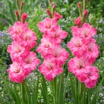 Gladiolus Mieczyk Hugo o pięknych różowych kwiatach cebule 5szt. 
