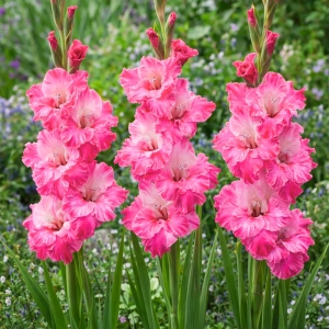 Gladiolus Mieczyk Hugo o pięknych różowych kwiatach cebule 5szt. 
