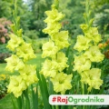 Gladiolus Mieczyk Zielony o dużych kwiatach cebule 5szt. 