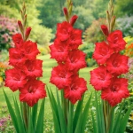 Gladiolus Mieczyk Czerwony o dużych kwiatach cebule 5szt.