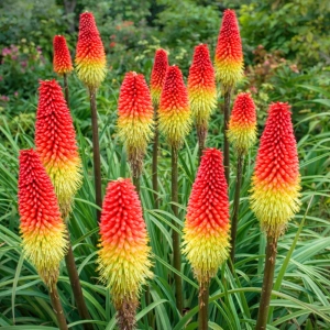 Kniphofia Trytoma czerwono-żółta piękne kwiatostany kłącze 1szt.