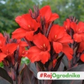 Canna Kanna Black Night piękne czerwone kwiatostany i ciemne liście kłącze 1szt.