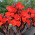 Canna Kanna Black Night piękne czerwone kwiatostany i ciemne liście kłącze 1szt.