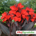 Canna Kanna Black Night piękne czerwone kwiatostany i ciemne liście kłącze 1szt.