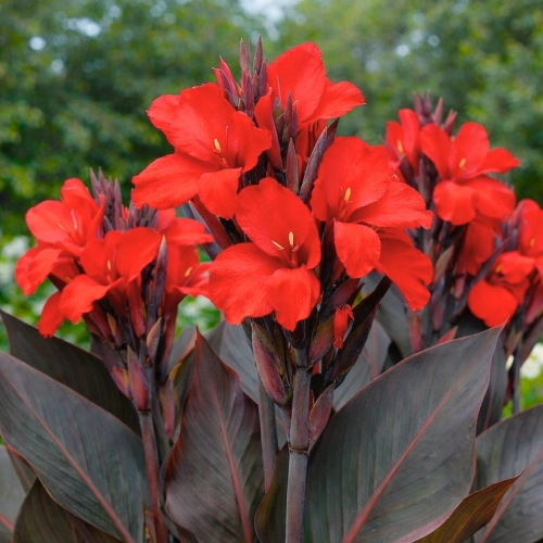 Canna Kanna Black Night piękne czerwone kwiatostany i ciemne liście kłącze 1szt.