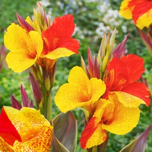 Canna Kanna Cleopatra piękne dwukolorowe kwiatostany kłącze 1szt.