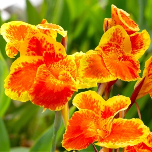 Canna Kanna Queen Charlotte piękne dwukolorowe kwiatostany kłącze 1szt.