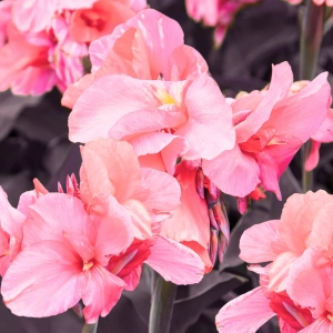 Canna Kanna Champion piękne ciemne liście i różowe kwiaty kłącze 1szt. 